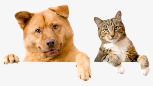 Dog And Cat Hd, HD Png Download, Free Download