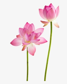 Lotus Flower Water Lily Flower Png, Transparent Png, Free Download