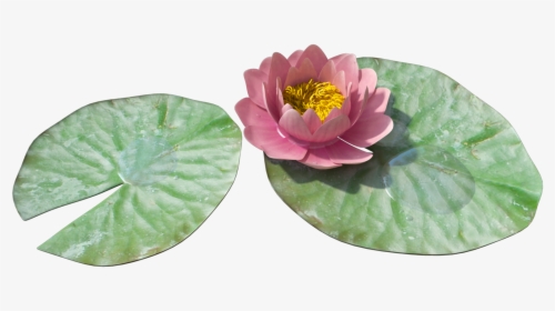 Water Lily Leaf Transparent, HD Png Download, Free Download