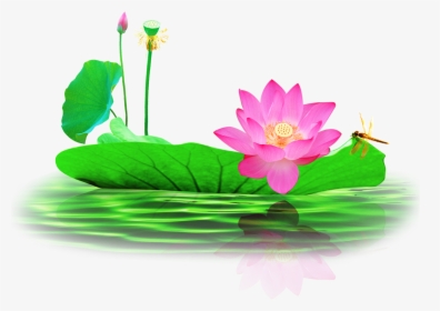 Pond Vector Lotus - Lotus In Pond Clipart, HD Png Download, Free Download