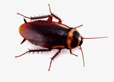 Roach Png Image - Cockroach Png, Transparent Png, Free Download