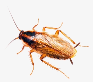 Roaches Png Image Background - Many Types Of Cockroach In Uae, Transparent Png, Free Download