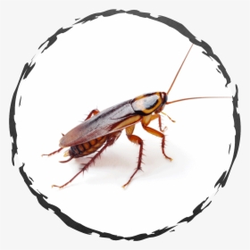 Common Bugs In Apartments, HD Png Download, Free Download