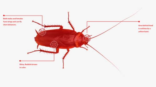 Red Cockroache - Leaf Beetle, HD Png Download, Free Download
