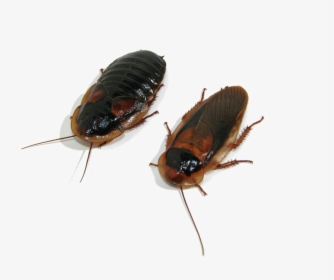 Transparent Roach Png - Dubia Roaches Transparent Background, Png Download, Free Download