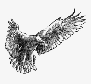 Eagle Transprent Png Free Download - Eagle And The Rooster, Transparent Png, Free Download