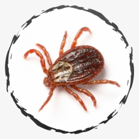 Fleas And Ticks, HD Png Download, Free Download