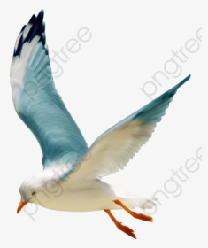 Tube Oiseau Mer, HD Png Download, Free Download