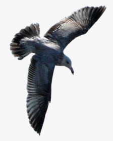 Flying Sea Gull Transparent Image Number Three - Burung Png, Png Download, Free Download