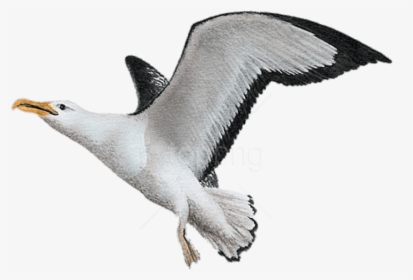 Transparent Seagull Clipart Black And White - Albatross Png, Png Download, Free Download