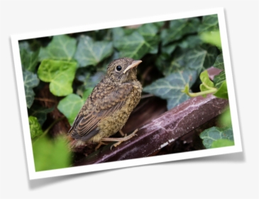The Non-stop Nightingale Fable - Oiseaux Qui Désignent L Amour, HD Png Download, Free Download