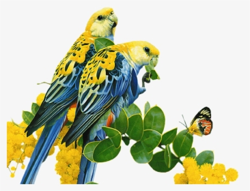 Bird Parrot Budgerigar Common Nightingale Gif - Nightingale Gif Png, Transparent Png, Free Download