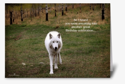 Sneaking Into Greeting Card - Kishu, HD Png Download, Free Download