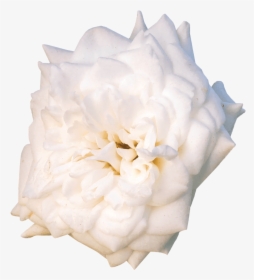 White Drift® - Garden Roses, HD Png Download, Free Download