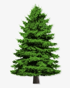 Pine Tree White Background, HD Png Download, Free Download