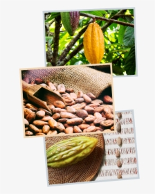 Cacao Images - Natural Foods, HD Png Download, Free Download