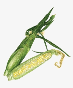 Bicolor Sweet Corn - Mantidae, HD Png Download, Free Download