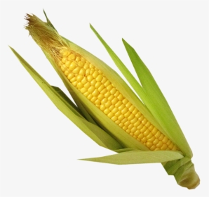 Corn Oil - Maize, HD Png Download, Free Download