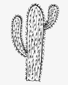 6 Cactus Drawing 1 - Calligraphy, HD Png Download, Free Download