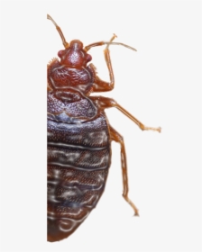 Bed Bug With Plastic Filter - Bug, HD Png Download, Free Download