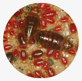 Transparent Bed Bug Png - Bed Bugs, Png Download, Free Download