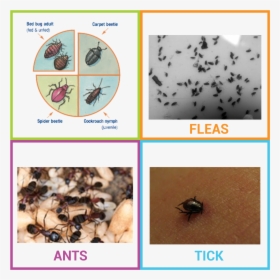 Bed Bug Flea Or Tick , Transparent Cartoons - Bed Bug Flea Or Tick, HD Png Download, Free Download
