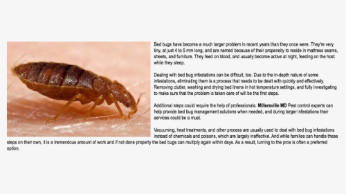 Bed Bug Extermination Millersville Md Bed Bugs Have - Bed Bugs Huge, HD Png Download, Free Download