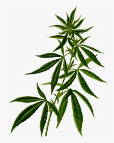 Marijuana Plant Clipart, HD Png Download, Free Download