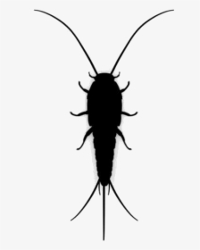 Bugs Png Transparent Images - Mosquito, Png Download, Free Download
