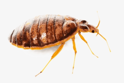 Bed Bug Png, Transparent Png, Free Download