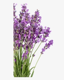 Clip Art Lavender Flower - Lavender Flower Transparent Background, HD Png Download, Free Download