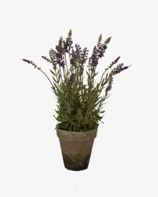Big Lavender Pot - English Lavender, HD Png Download, Free Download