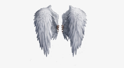 Angel Wings Png Photo - Transparent Background Angel Wings Png, Png Download, Free Download