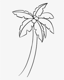 How To Draw A Palm Tree - Easy Terrestrial Plants Drawing, HD Png Download, Free Download
