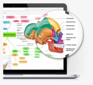 Mind Mapping Tool - Skull Bone Diagram, HD Png Download, Free Download