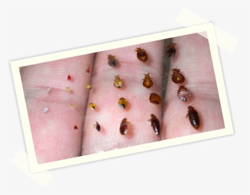 Bed Bug Life Cycle, HD Png Download, Free Download