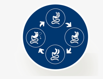 Cycle Of Icons Representing Different Bariatric Procedures - Circle, HD Png Download, Free Download