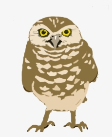 Burrowing-owl Copy - Burrowing Owls Transparent Background, HD Png Download, Free Download