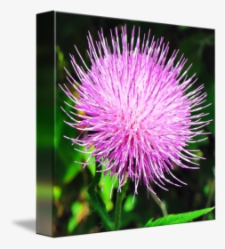 Clip Art Burdock Weed - Distaff Thistles, HD Png Download, Free Download