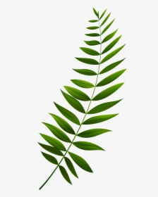 Green Branch Clipart , Png Download - Transparent Green Branch Png, Png Download, Free Download