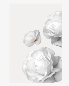 Megandallacamina Home Background Profile, HD Png Download, Free Download