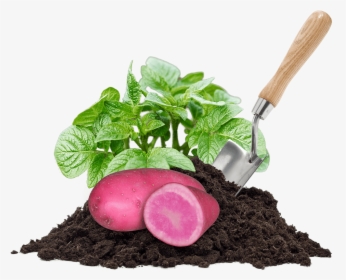 Potatoes, Pile Of Dirt, Leaves And A Shovel - Compost, HD Png Download, Free Download