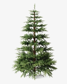 Christmas Pine Tree Png File, Transparent Png, Free Download