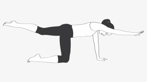 Clip Art Bird Dog Stretch - Lower Back Exercise Black And White, HD Png Download, Free Download