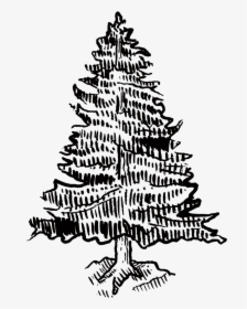 Pinetree - Illustration, HD Png Download, Free Download