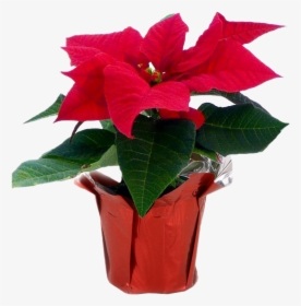 Fresh Poinsettias Transparent Png - Poinsettia Home Depot, Png Download, Free Download