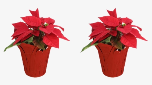 Fresh Poinsettias Transparent Background - Poinsettia, HD Png Download, Free Download