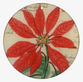 Poinsettia, HD Png Download, Free Download