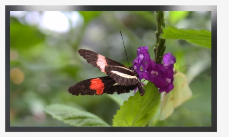 Silver Spotted Skipper, HD Png Download, Free Download