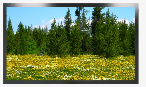 Wildflower, HD Png Download, Free Download